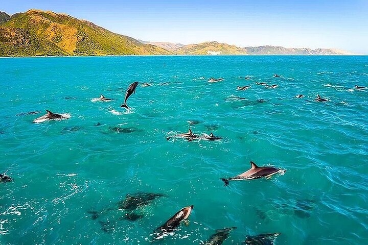 Dolphin, Sea Cave & Captain Cook Snorkel Combo in Kealakekua Bay - Primary Image