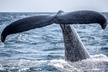 2-Hour Whale Watching from Oahu - Second Medium