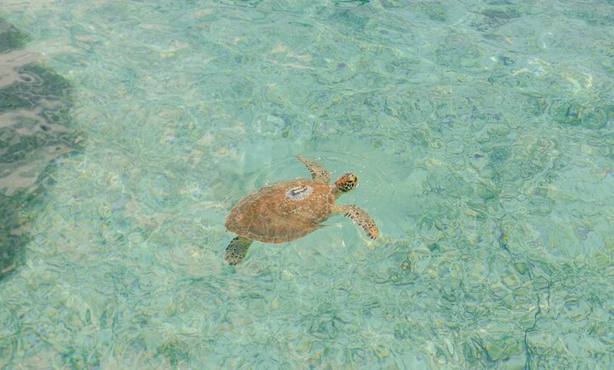 Image 13: Guided All Inclusive Beach Day Excursion in Bahamas