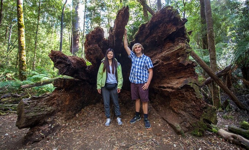 Image 9: Hobart: 7hr Shore Excursion: Mt. Field, Russell Falls & Wildlife