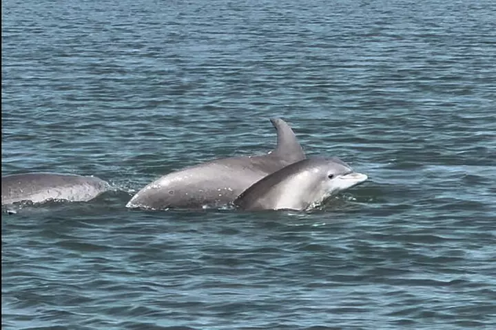 Private Charleston Dolphin and Eco Boat Tour