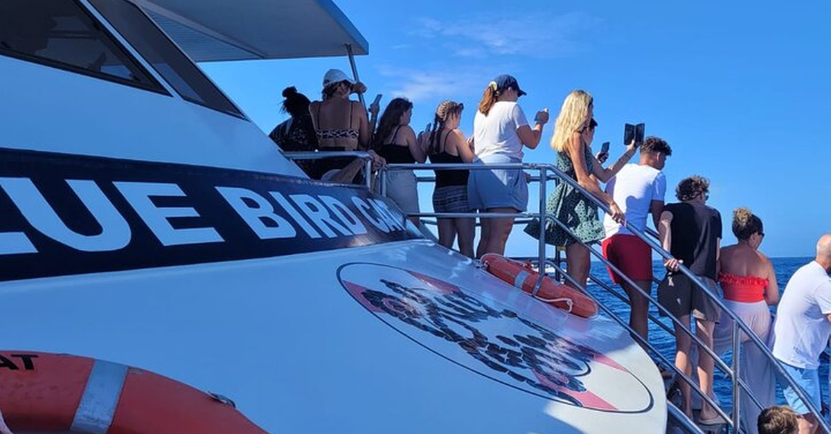 Crucero de observación de delfines y ballenas en Las Palmas