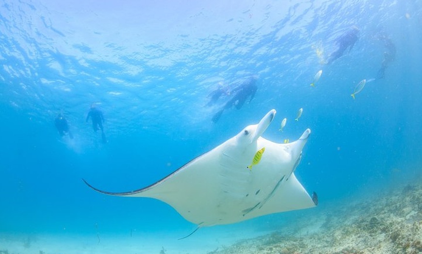 Image 1: Marine Eco Safari - Swim with Manta Rays