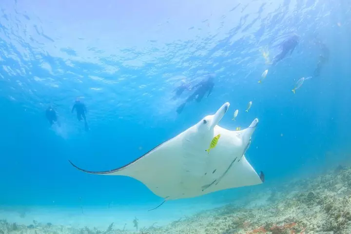 Marine Eco Safari - Swim with Manta Rays