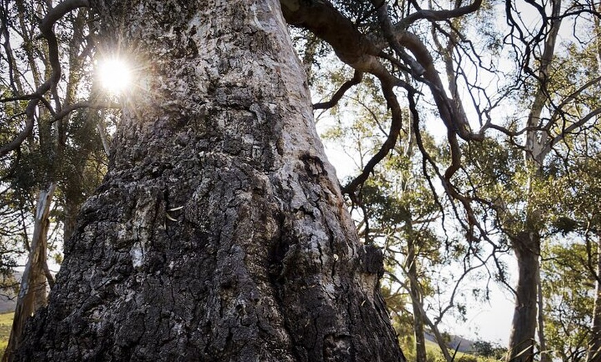 Image 19: Burra Township to Mount Bryan History and Landscape Day Tour