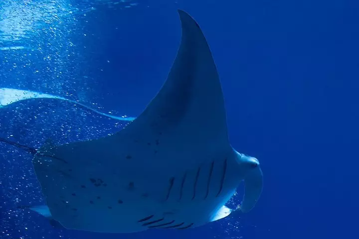 Manta Ray Night Snorkel at Kona, Big Island