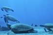 2.5 Hour Xpress Snorkel from Ka'anapali Beach - Second Medium