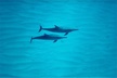Swim with Dolphins on the West Coast of Oahu - Second Medium