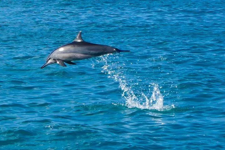 Oahu Swimming with Dolphins Speedboat Adventure