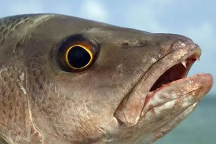 Naples Deep Sea Fishing Charters