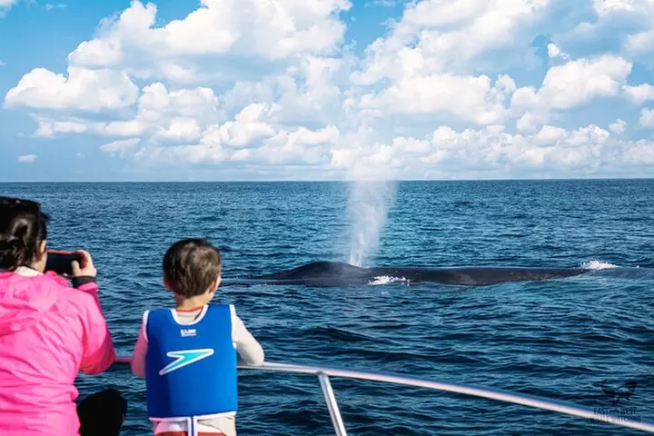 Supreme 2hr Whale/Dolphin Watching Newport Beach, 6 person max