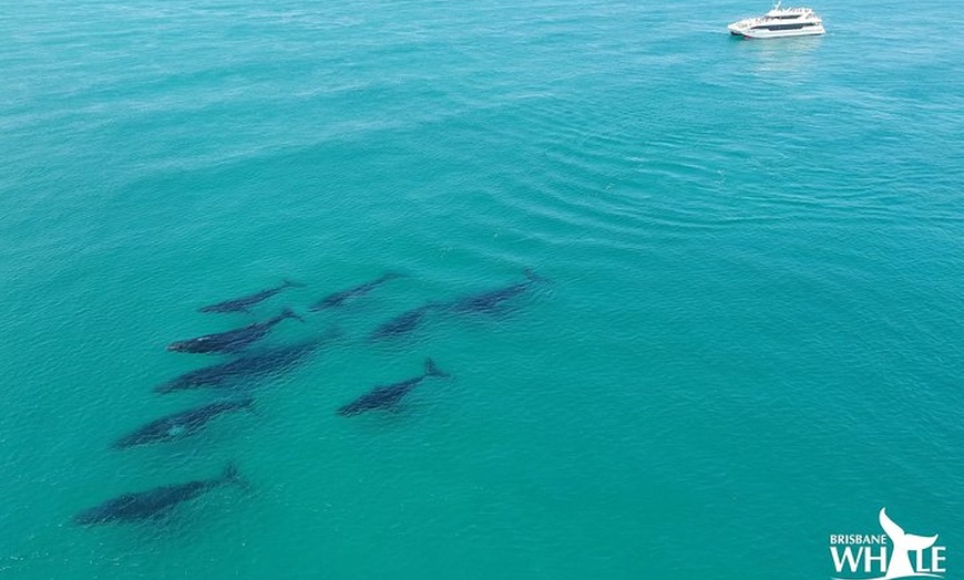 Image 3: Whale Watching Cruise from Redcliffe, Brisbane or the Sunshine Coast