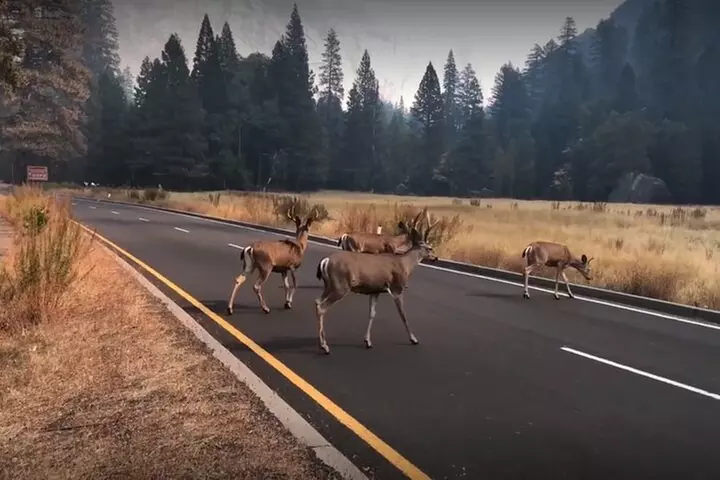 Yosemite, Kings Canyon National Parks 2 Day Tour from SF