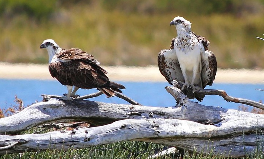 Image 7: Murray River Lunch Cruise