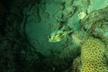 Private Guided Snorkel Tour of Fort Lauderdale's Reef - Second Medium