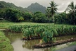 Kualoa Ranch: Malama Experience Tour - Second Medium