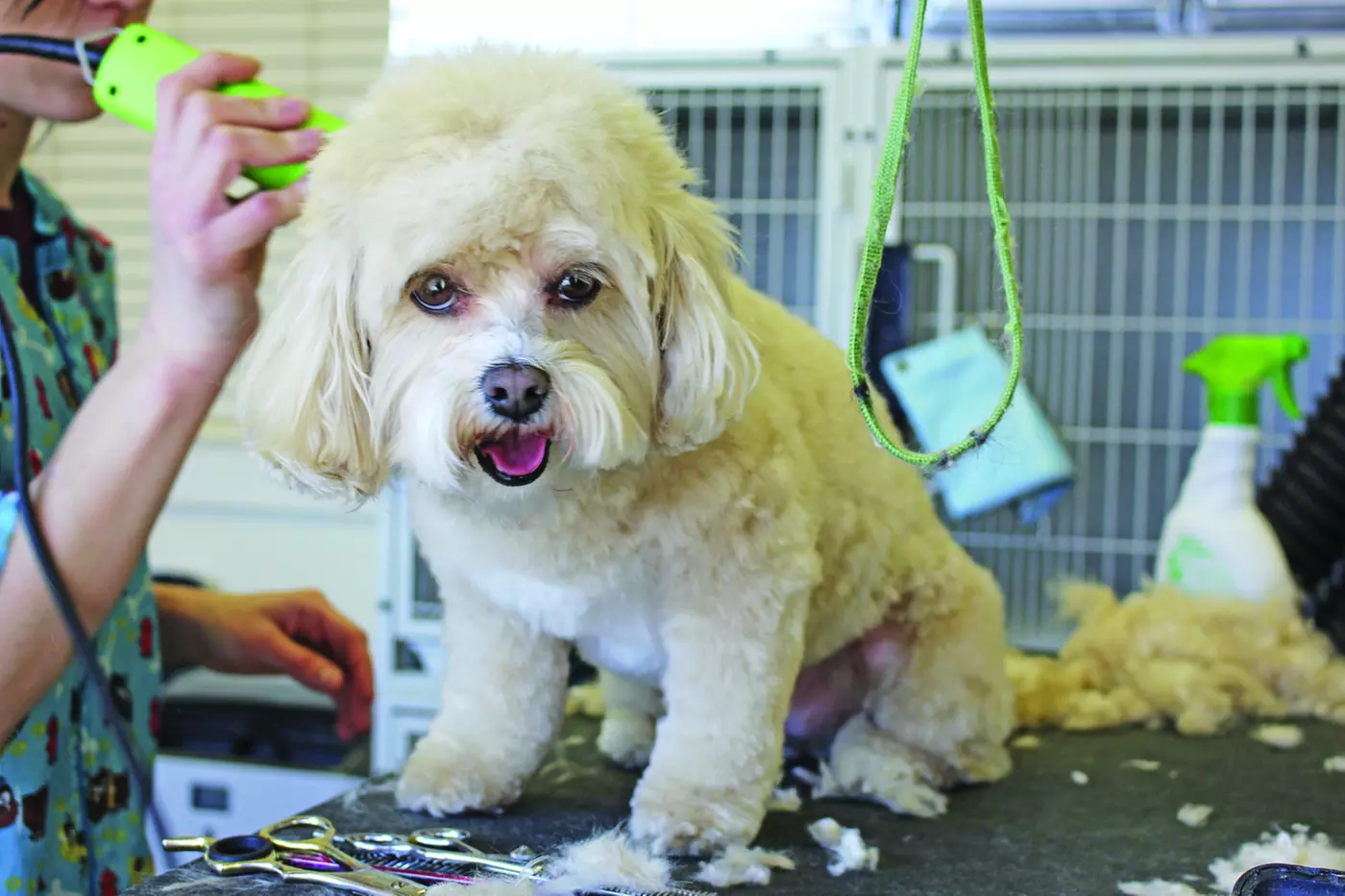 $20 For $40 Toward Grooming Services For Standard-Size Dogs - Primary Image