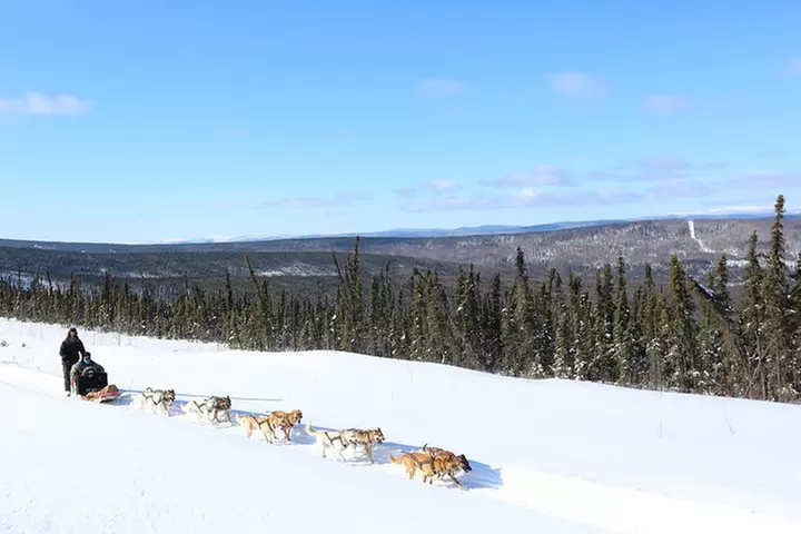 30-minute Dog Sledding Tour in Fairbanks (without transportation) - Primary Image