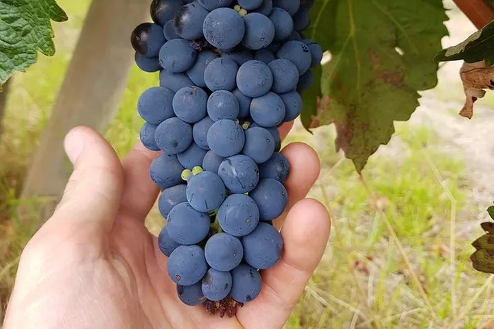 Secret Delights: Curated Wine, Coffee & Forest Experience