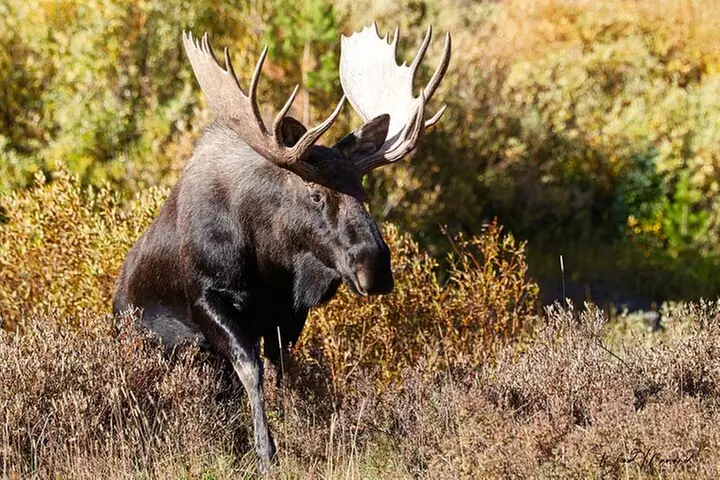 Half-Day Rocky Mountain National Park "Lake and Meadows Tour"