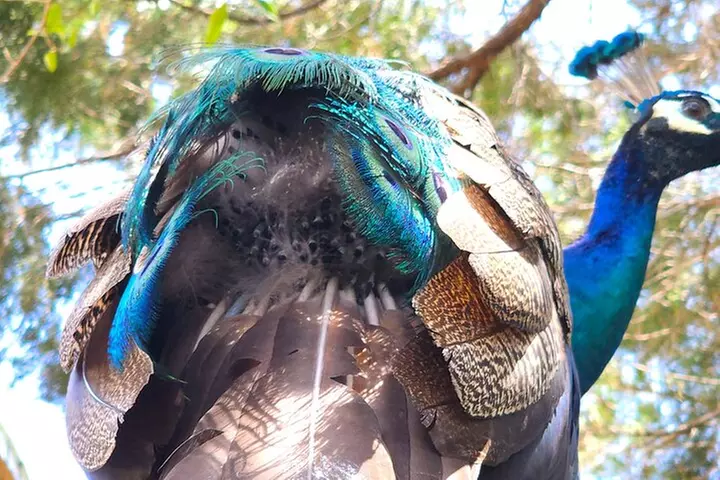 St. Petersburg Jungle Prada Site History Tour