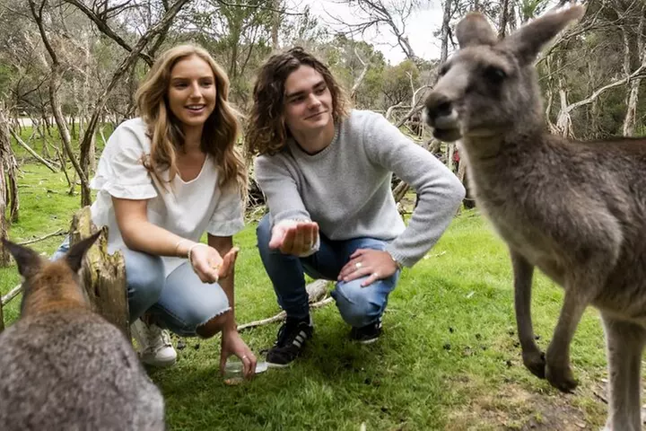 Phillip Island Penguin Parade, Wildlife and Beach Boxes Bus Tour
