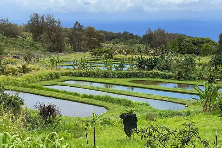 Waipi'o on Horseback: Mountain Ocean Views Working Cattle Ranch