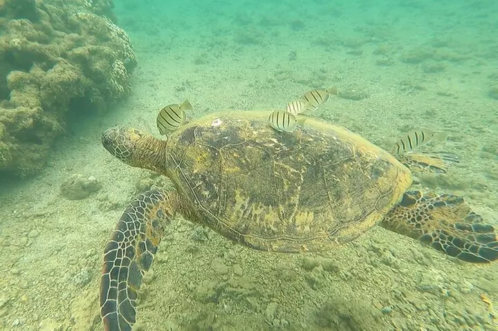 Sensational Sea Scooter Rentals