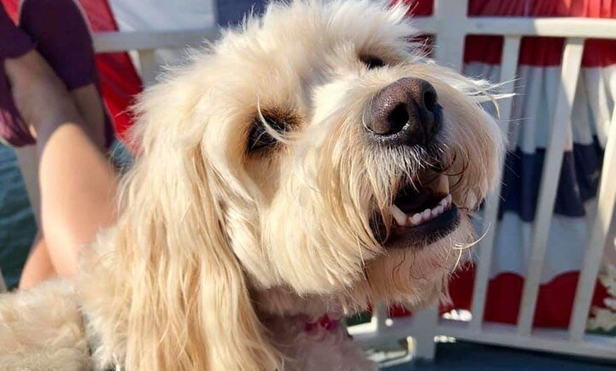 are dogs allowed on boston harbor cruises