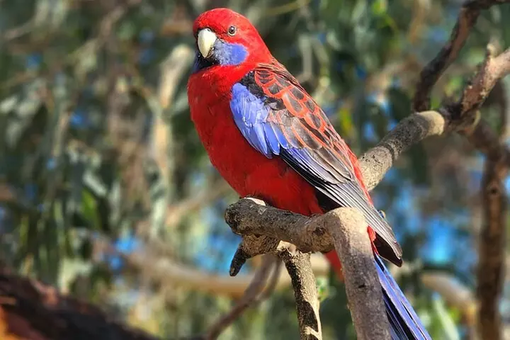 Blue Mountains Small Group Tour with Waterfall Walk & Fresh Lunch