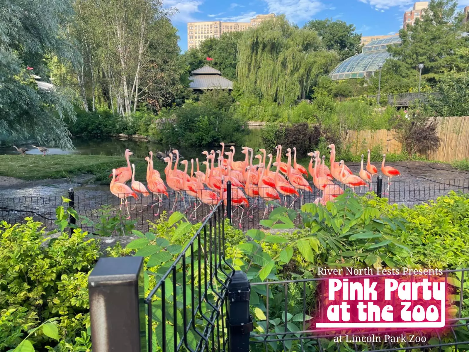 Pink Party at the Zoo - Adults Only Evening at Lincoln Park Zoo - Friday, May 17, 2024 / 6:30pm - Primary Image