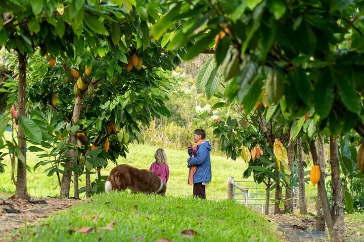10 Bar Hawaiian Craft Chocolate Tasting Experience