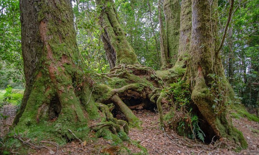 Image 15: Nature Immersive Fully Catered Glamping Retreat