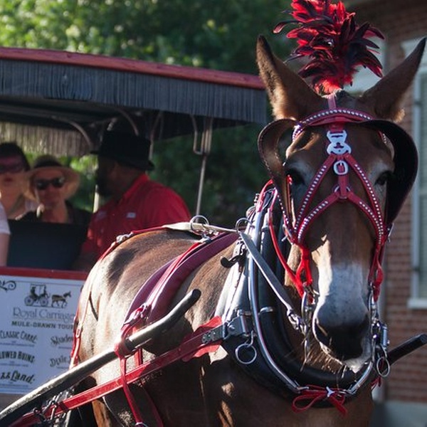 carriage ride french quarter