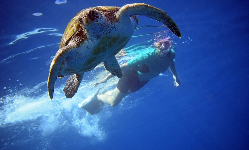 Image 1: Kayak con delfines y tortugas y esnórquel en Tenerife