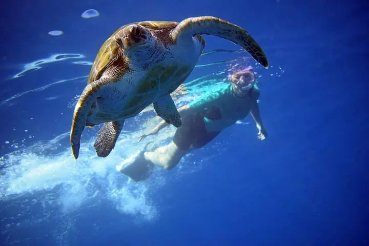 Tenerife : Tour en Kayak Tortuga & Delfines con Snorkel & Traje de ...