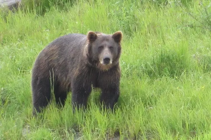 All-in-One Anchorage: City Tour, Wildlife, Lunch & Portage Cruise - Primary Image