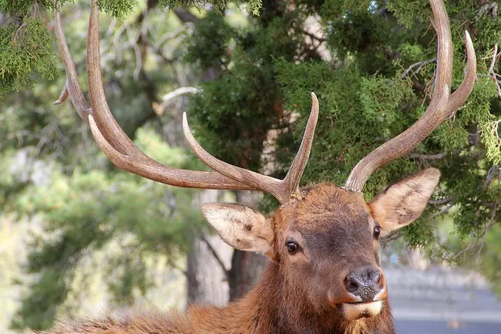 3 Hour Back-Road Safari to Grand Canyon with Entrance Gate By-Pass ...
