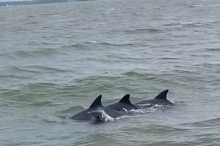 90-Minute Private Dolphin Tour in Hilton Head Island