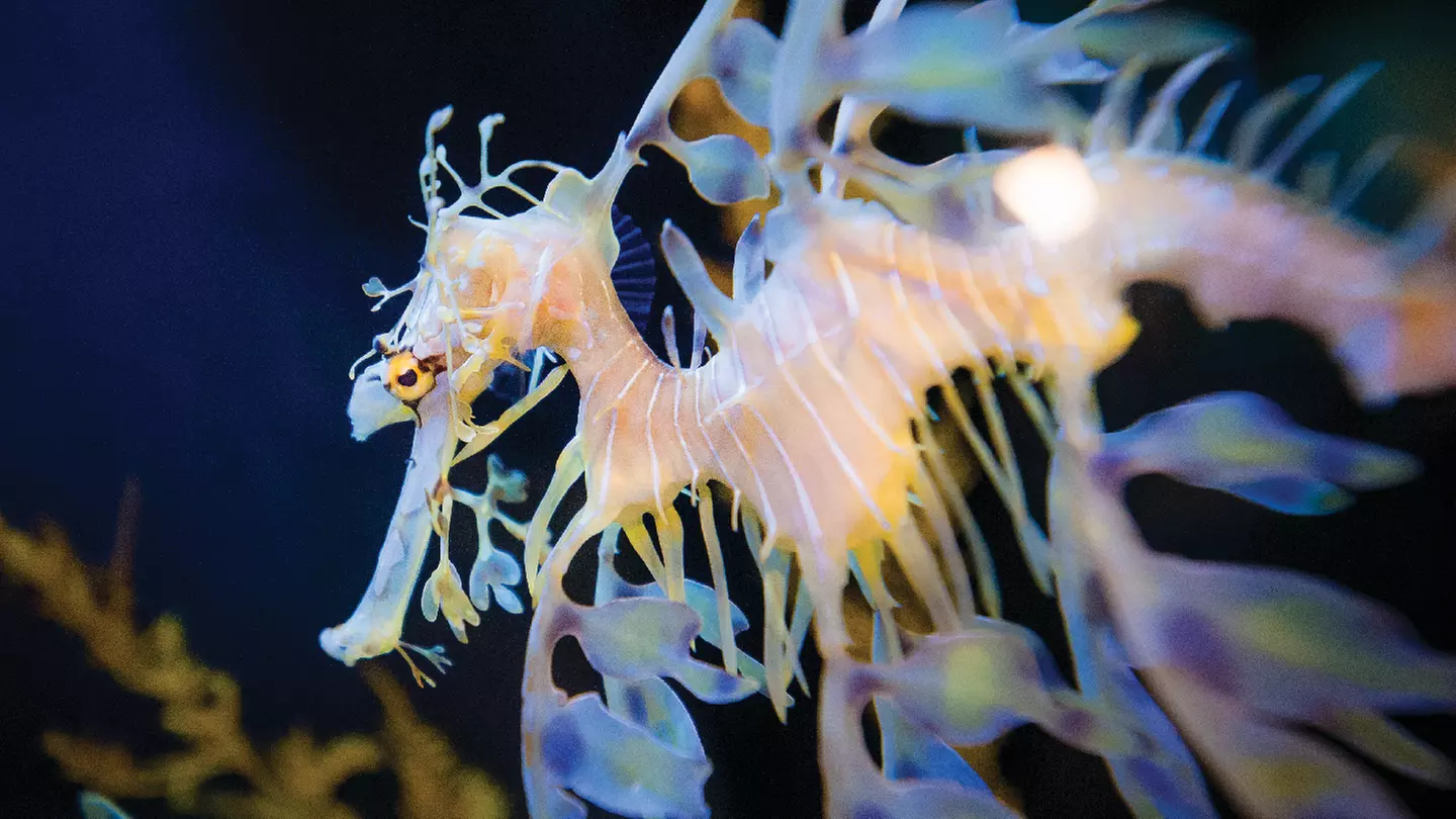 Birch Aquarium at Scripps - Good Any Available Date Through January 31, 2020 - Primary Image