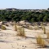 Image 8: Parque Nacional de Doñana en dos días desde Sevilla