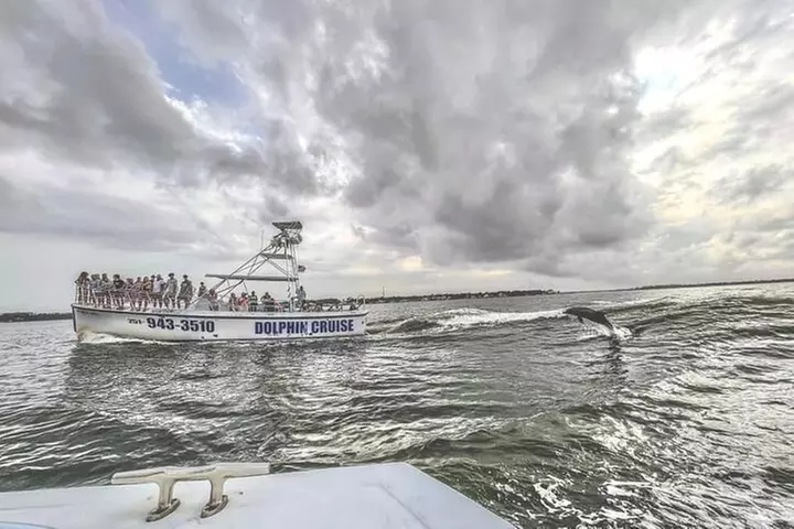 Dolphin Watching aboard the Cold Mil Fleet - Primary Image