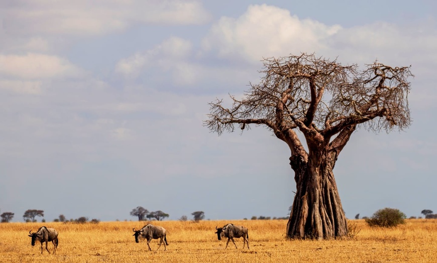 Image 10: ✈ TANZANIE | Du Kilimanjaro à Zanzibar - Les essentiels de la Tanza...