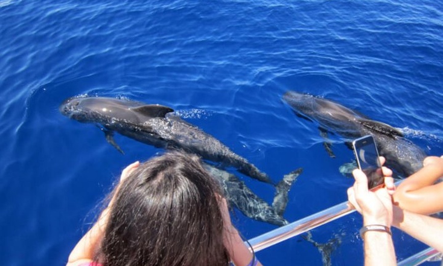 Image 3: Avistamiento de delfines y ballenas desde Puerto Rico, Gran Canaria