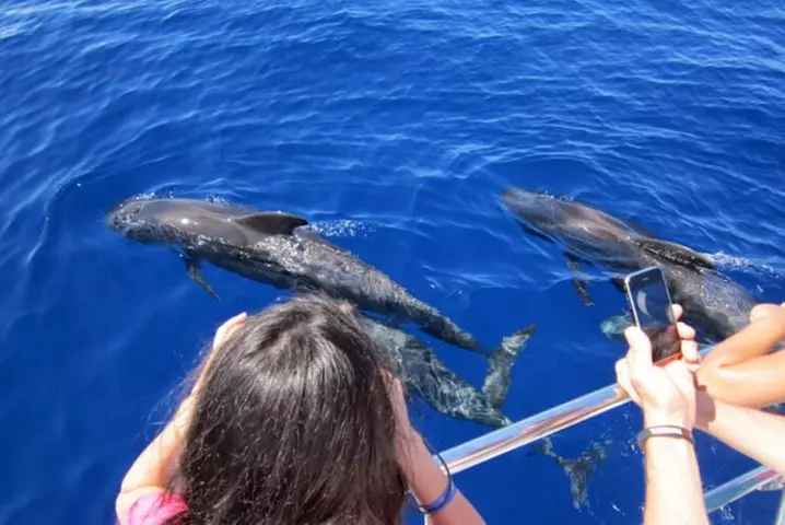 Avistamiento de delfines y ballenas desde Puerto Rico, Gran Canaria