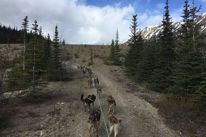Sled Dog Adventure and Pan for Gold in the Yukon - Primary Image