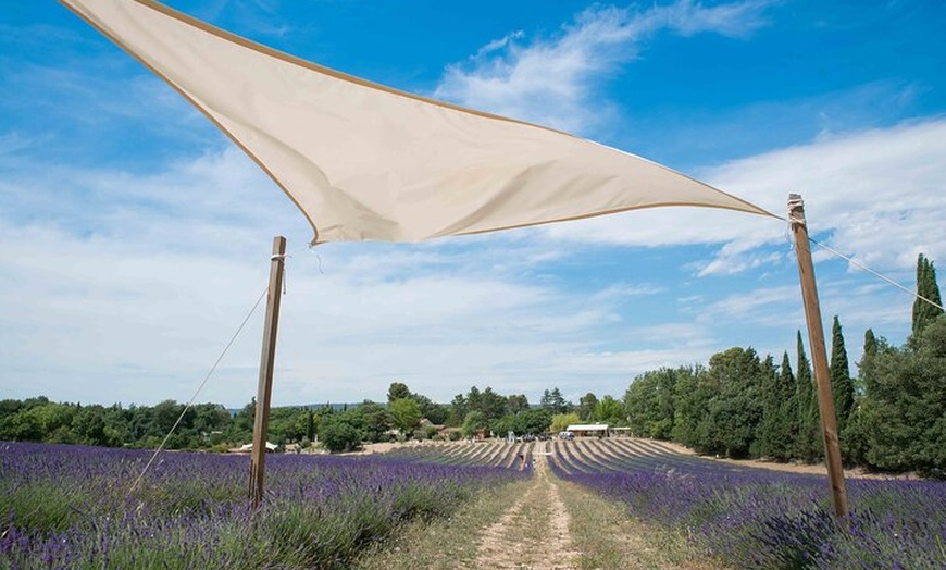 Image 3: Aix-en-Provence : Circuit des Lavandes et Vignobles en Sidecar