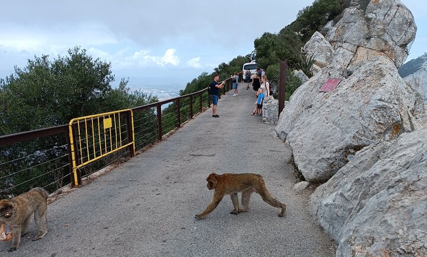 Image 4: Excursión de un día a Gibraltar desde la costa de Cádiz con tour po...