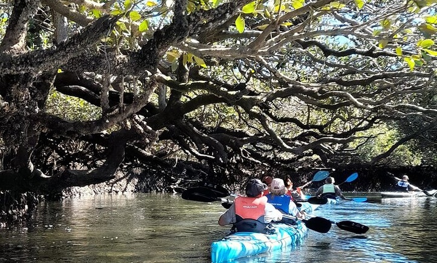 Image 7: Dolphin Sanctuary Kayak Tour Adelaide