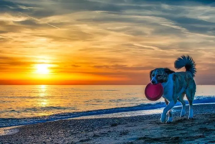Sunset Private Boat Trip in Naples FL with Secluded Island Stop with your Dog - Primary Image